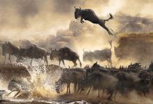 10幅世界级摄影大赛获奖作品，让你对自然、社会和人生有所感悟