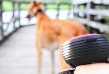 可以戴在手腕上的遛狗绳Lishinu 让你更轻松遛狗