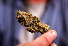 研究表明：大麻可能有效治疗癌症